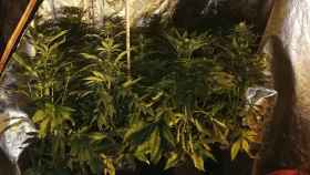 Intervenidas 75 plantas de marihuana en un piso de Sant Martí / GUARDIA URBANA
