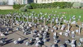 El Ayuntamiento quiere controlar la población de palomas en Barcelona
