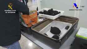 Intervenidas 76 tortugas en el Aeropuerto de Barcelona