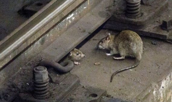 El metro de Barcelona se ha convertido en un templo para las ratas / ARCHIVO