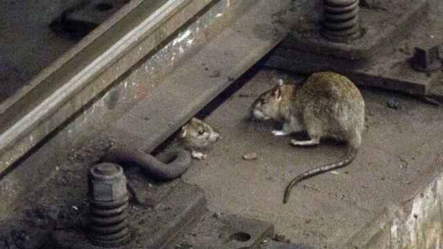 Ratas en el metro de Barcelona / ARCHIVO