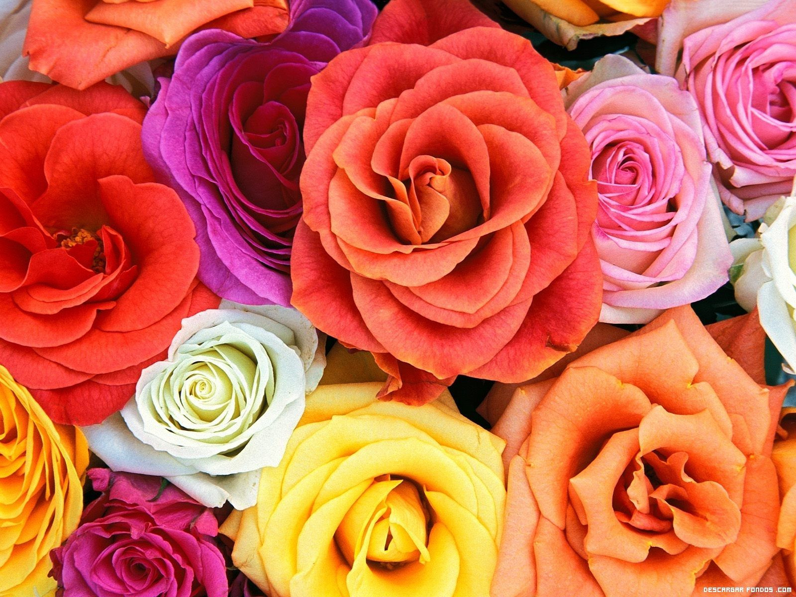 Rosas de colores para regalar en Sant Jordi