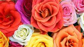 Rosas de colores para regalar en Sant Jordi