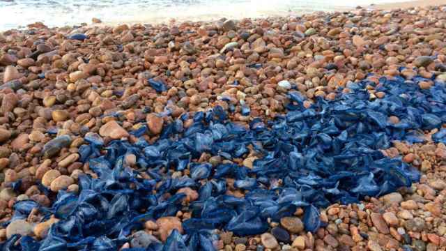 Medusas en las playas de Barcelona / @R_Geeb