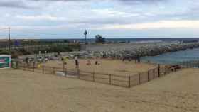 La playa de perros continua en la playa de LLevant / Ajuntament Barcelona