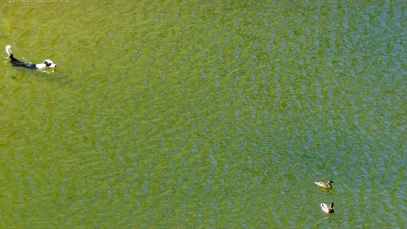 Un perro persigue a una pareja de patos en el lago del parque de Diagonal Mar