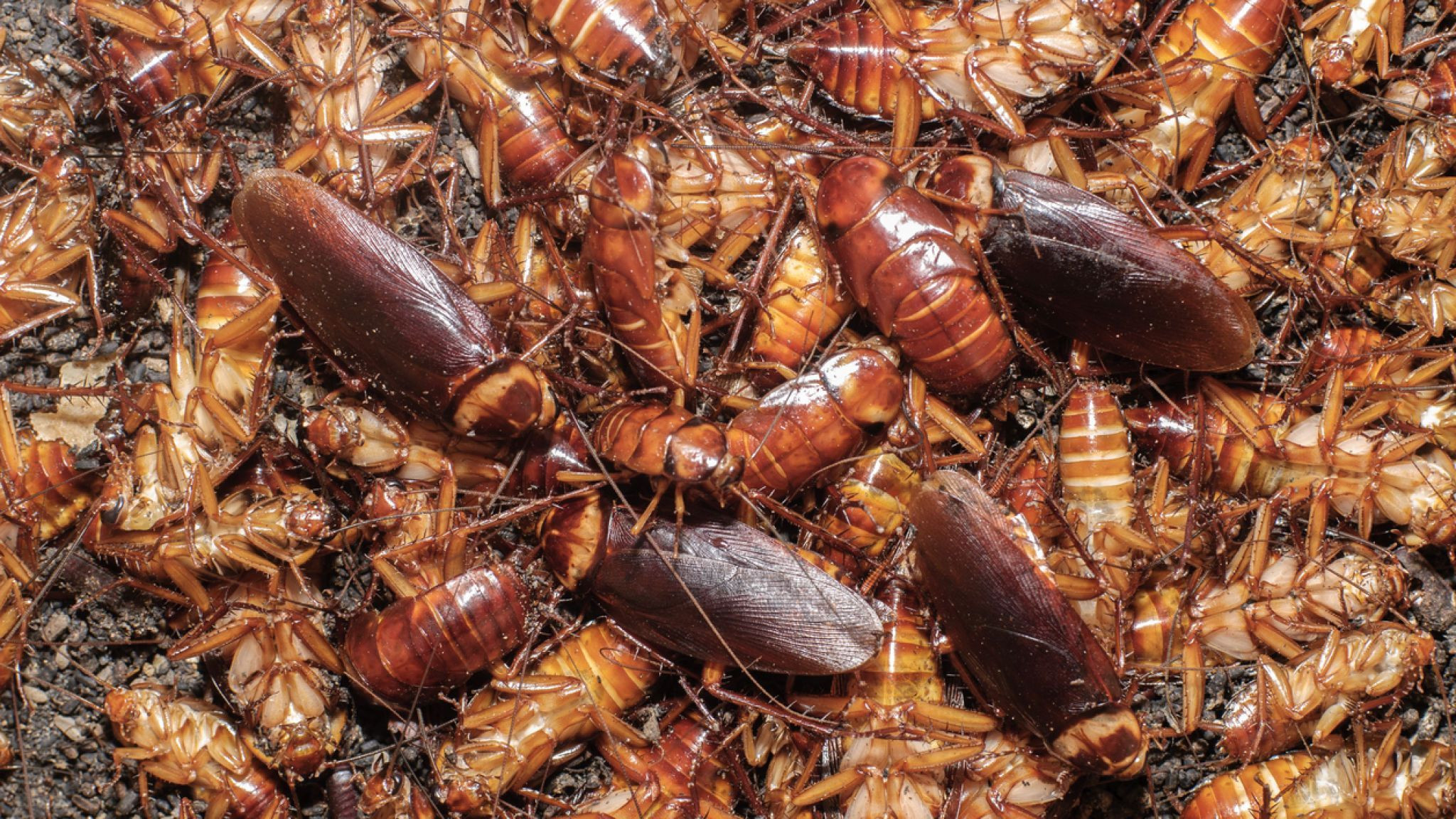 Las cucarachas son unos insectos que miden entre 3 cm y 7,5 cm