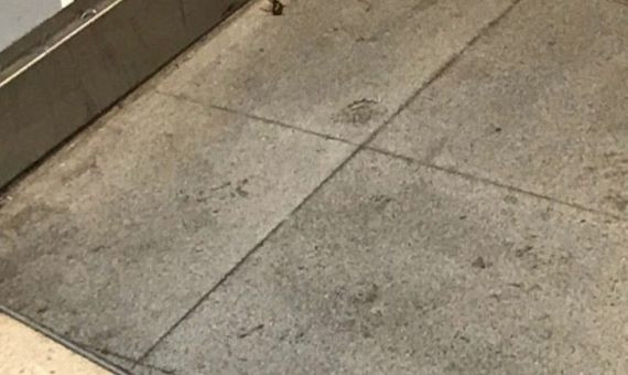 Una cucaracha muerta en el andén de la línea L3 del Metro de Barcelona