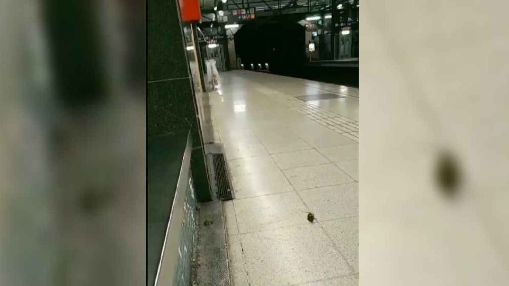 La presencia de ratones en el metro empieza a ser algo habitual / @noxswan