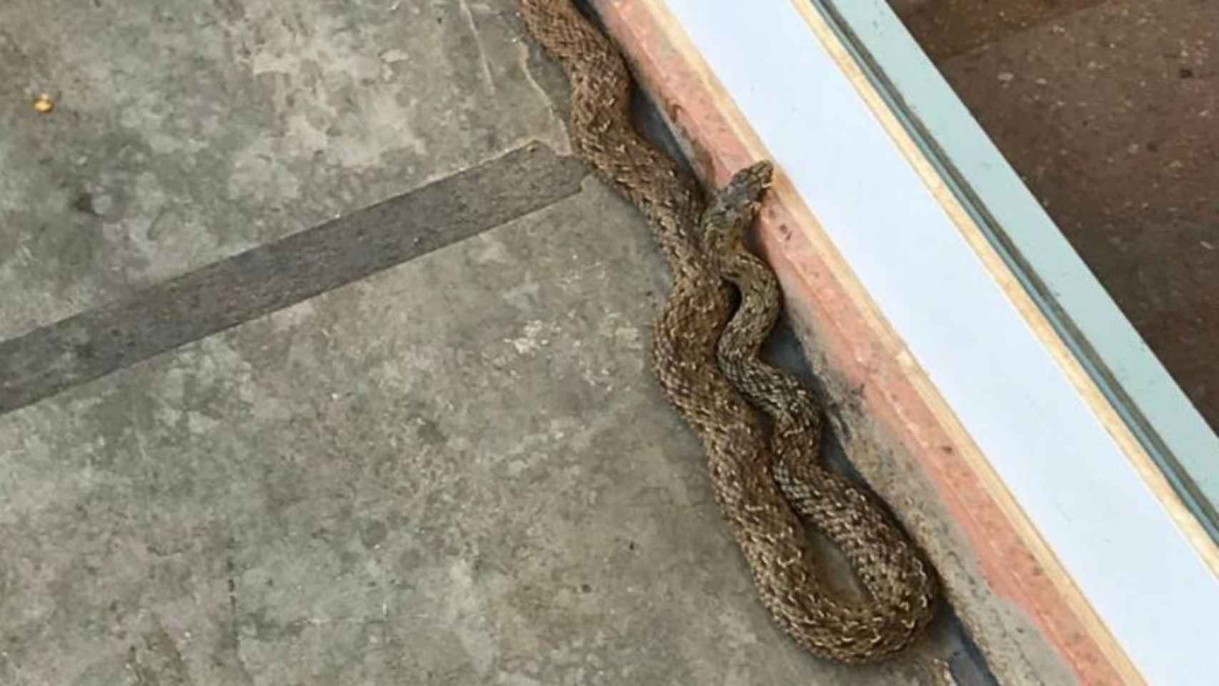 La serpiente que se encontró en la escuela Turó del Cargol es una culebra bastarda