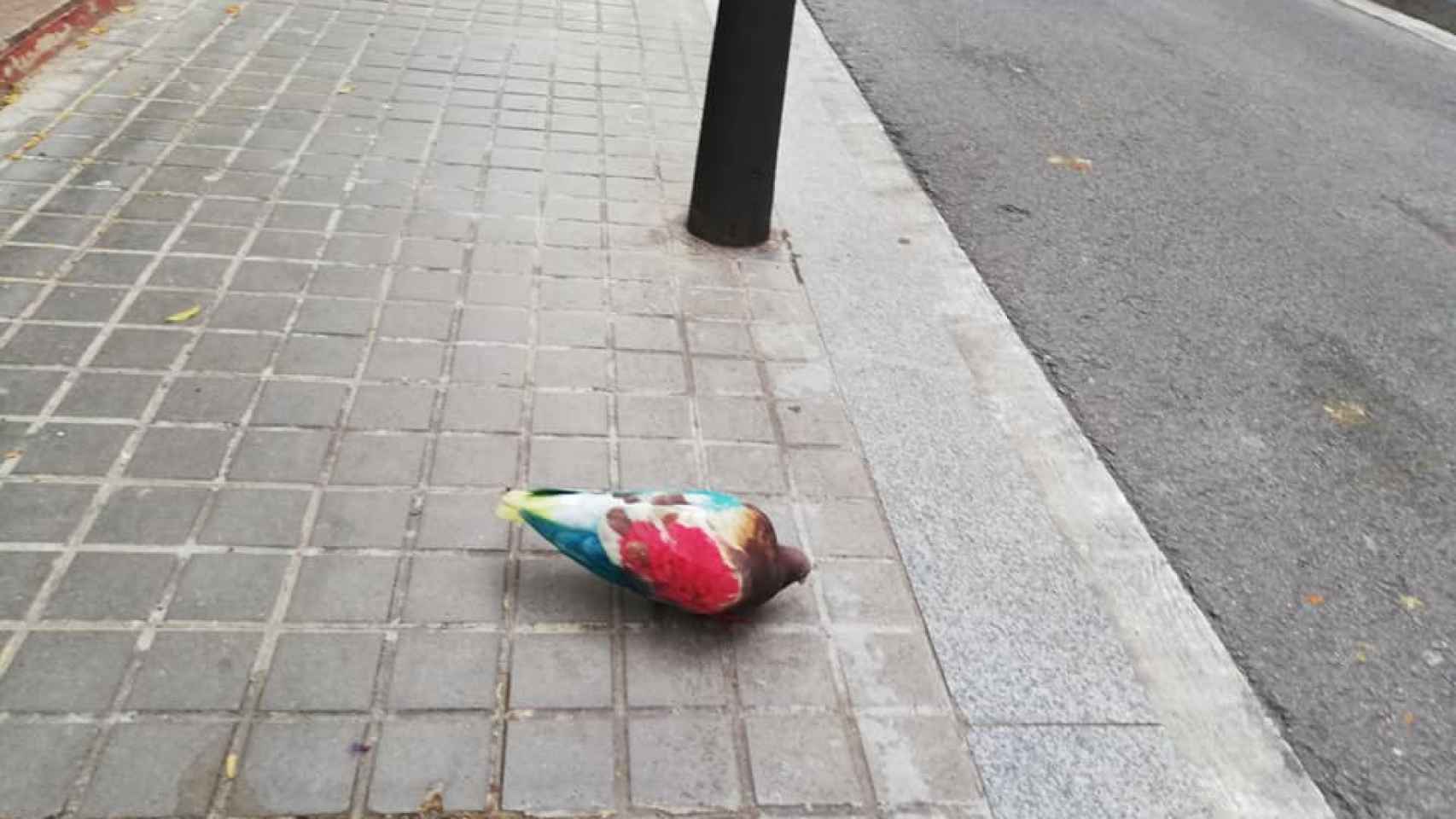 Una paloma teñida de colores perdida en Sant Andreu / P. M.