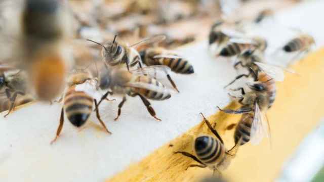 Abejas polinizando en el corredor del barrio de Brent, Londres / UNSPLASH