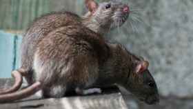 Dos ratas campando a sus anchas por la ciudad de Nueva York / UNSPLASH