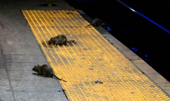 Ratas en el metro de Nueva York / GETTY IMAGES