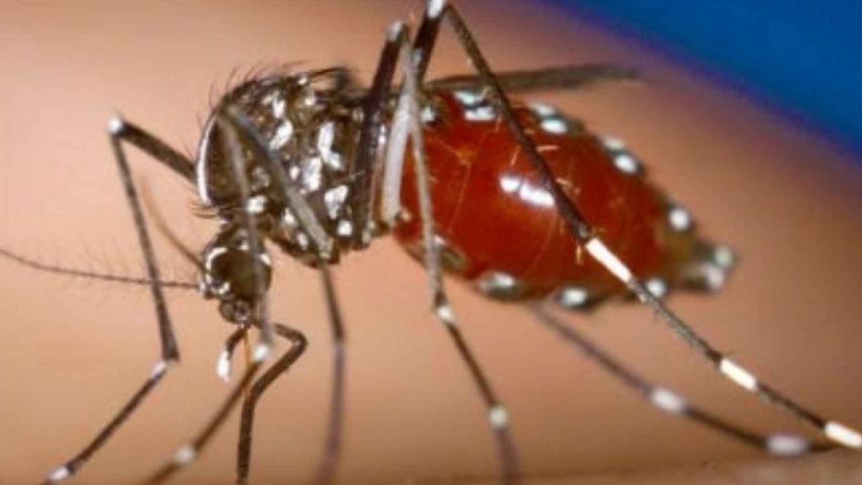 El mosquito tigre atacará con mucha fuerza en Barcelona este verano