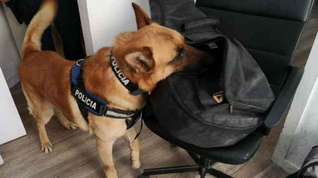 Un perro policía busca drogas en la operación de la Urbana / @barcelona_GUB