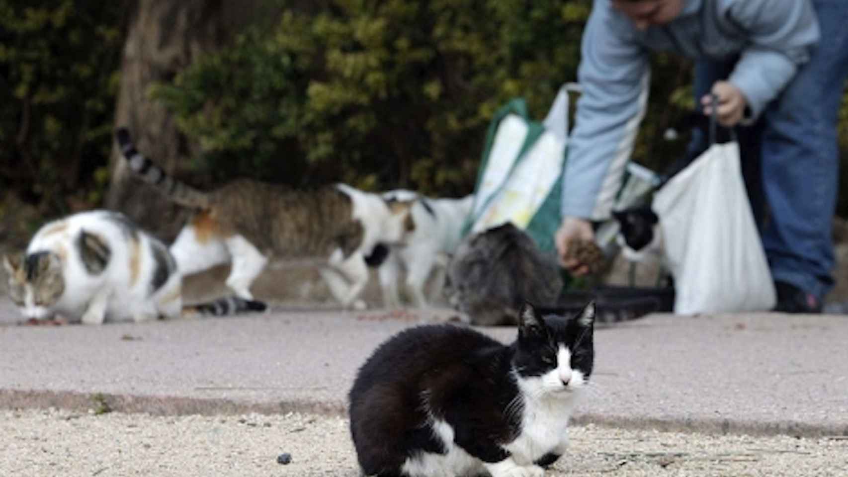 Un hombre alimenta una colonia de gatos en la calle / EFE