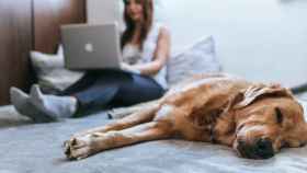Un perro tumbado en la cama junto a una mujer trabajando con un ordenador