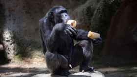 Los animales del Zoo comen fruta congelada durante la ola de calor / EFE