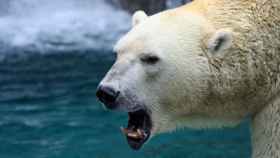 El oso polar de Moscú en actitud amenazante