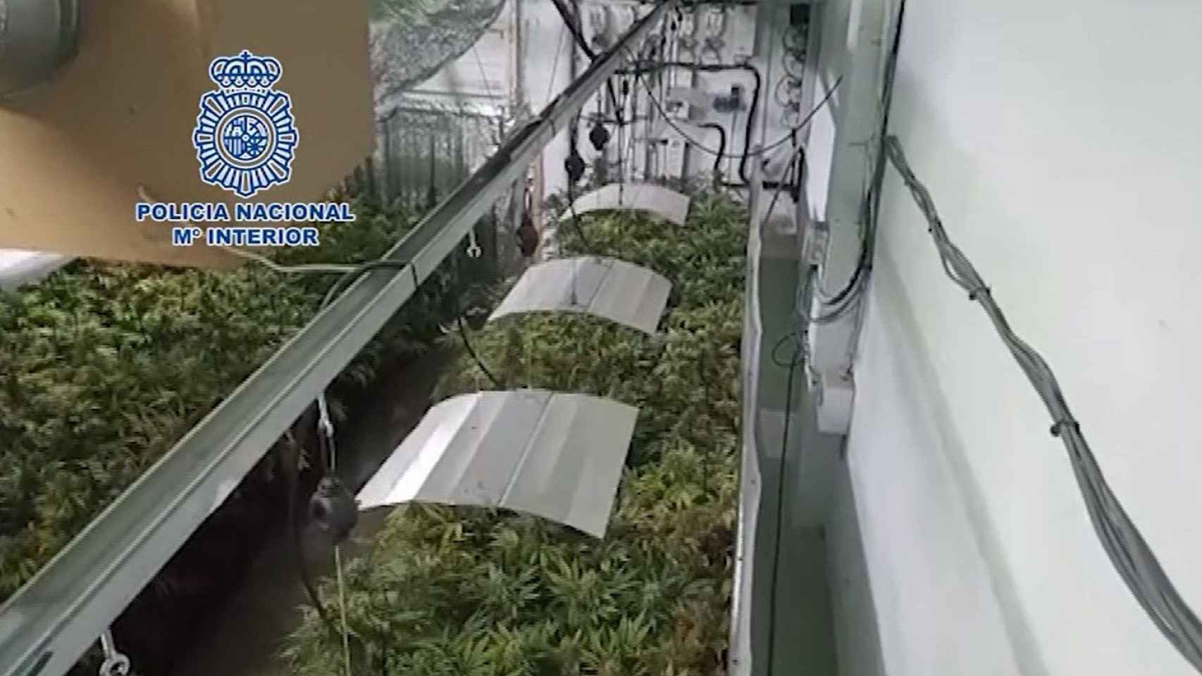 Una imagen de la marihuana incautada por la Policía Nacional