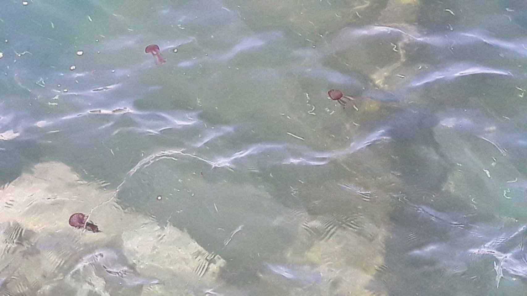 Presencia de medusas en Barcelona, el pasado 21 de junio / DIEGO LÁZARO @ELBLOGDELTEMPS