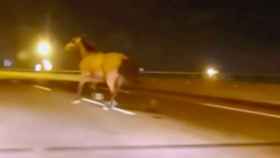Un caballo cabalgando por la autopista C-32, cerca de Barcelona
