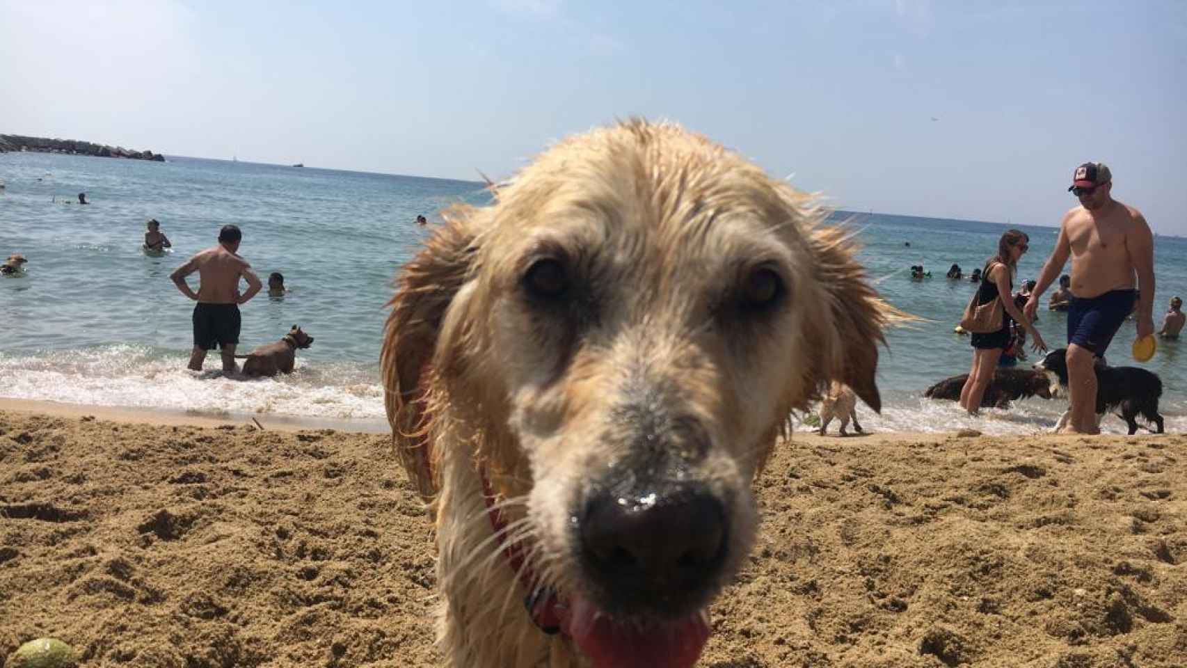 Duna, la perra de la usuaria Benito, en la playa Llevant de Barcelona / MA