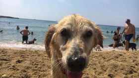 Duna, la perra de la usuaria Benito, en la playa Llevant de Barcelona / MA