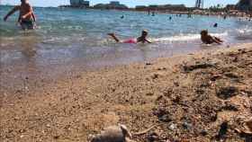 Una rata muerta en la arena de la playa de la Barceloneta