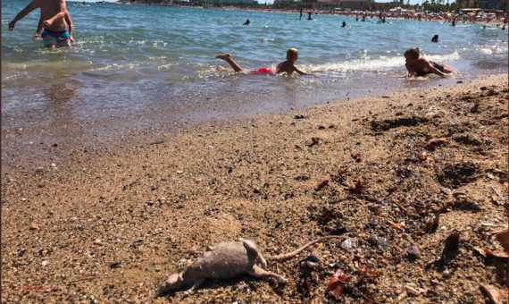 Ratas en la playa de la Barceloneta / MA