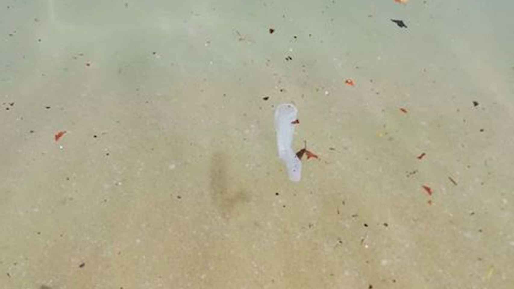 Un preservativo flotando en la playa de la Barceloneta / MA