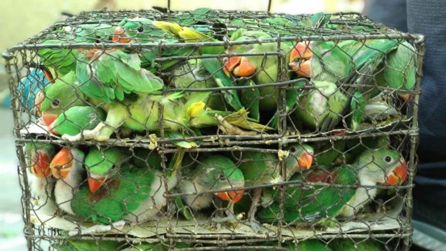 Jaula con decenas de pájaros para su venta ilegal en el mercado negro