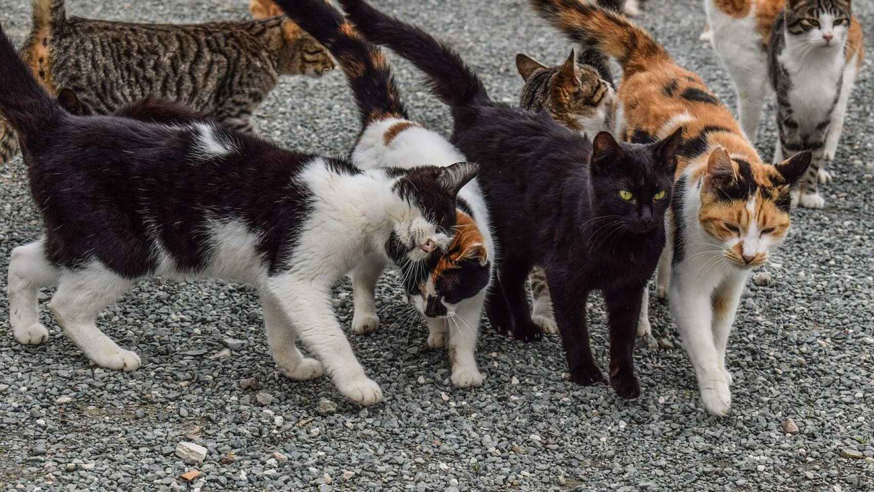 Unos 60 gatos han muerto en la isla / TUXEDO CAT