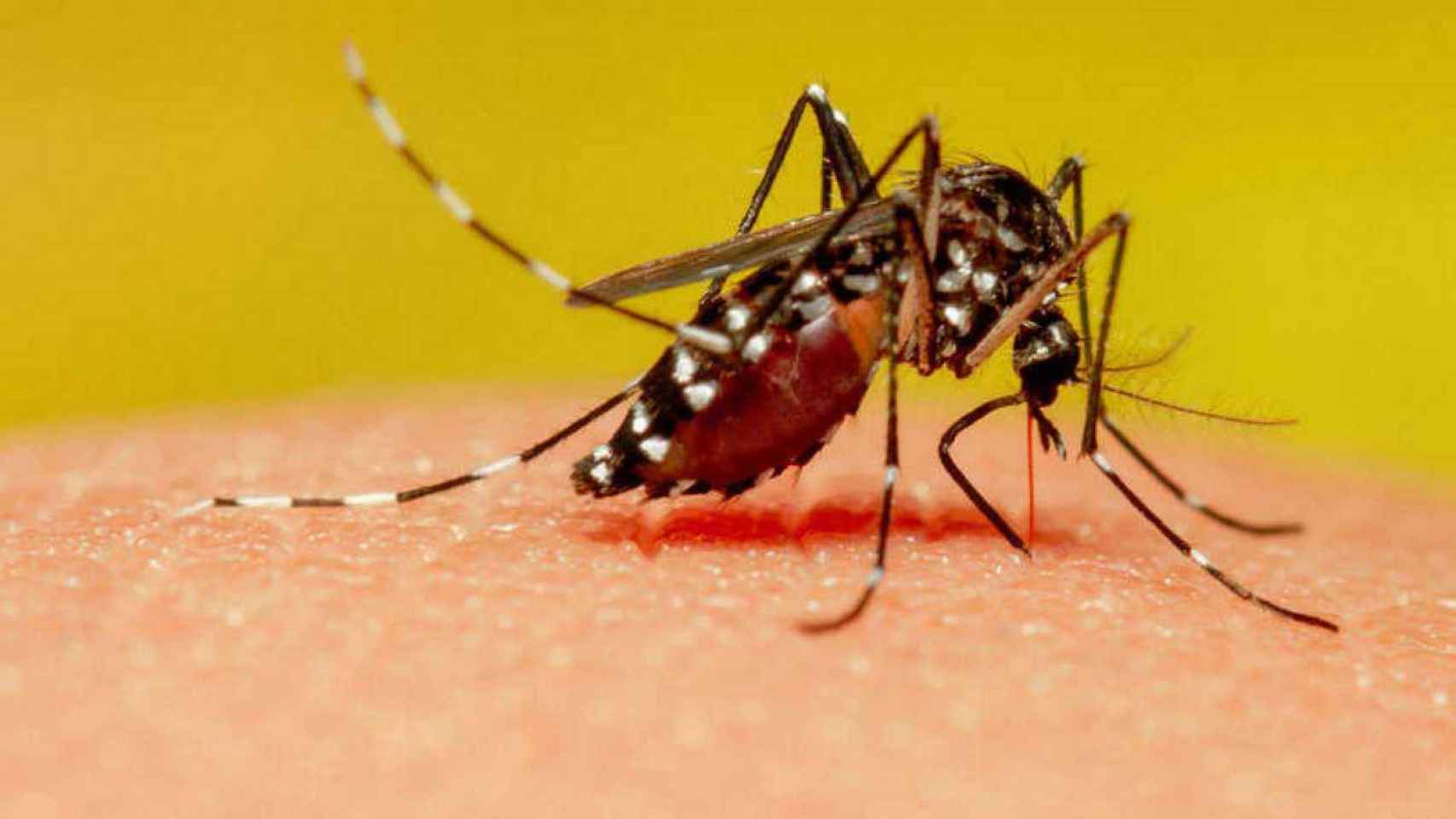 Un mosquito picando a una persona