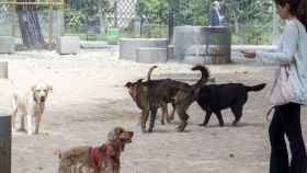 Perros en Turó Park / HUGO FERNÁNDEZ
