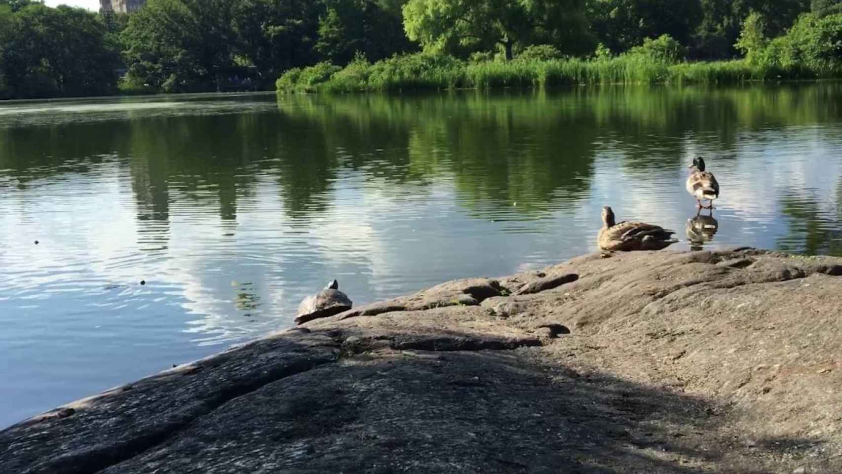 Turtle Pond, uno de los estanques de Nueva York en los que se han encontrado algas tóxicas