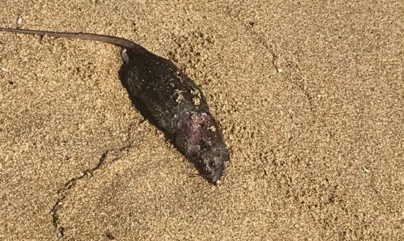 Una rata muerta en la arena de Bogatell / MA