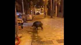 Un jabalí se pasea por la calle Major de Sarrià / ARCHIVO