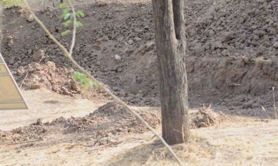 Una imagen del leopardo escondido convertida en viral / TWITTER @BELLALACK