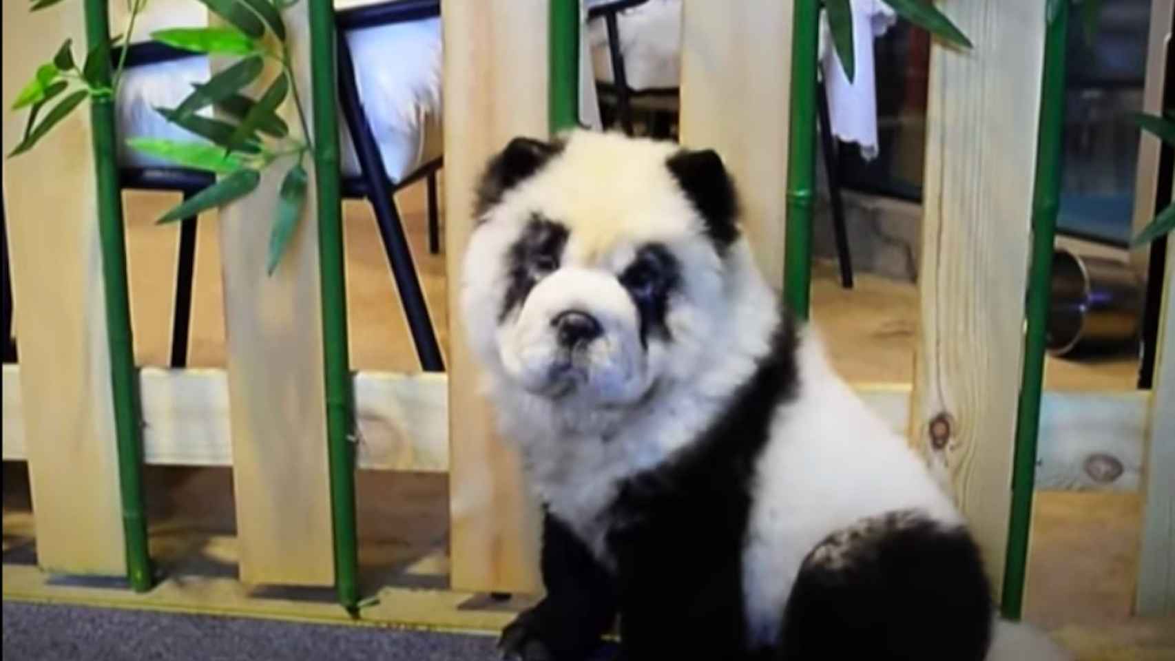 Perro pintado como si fuera un panda en una cafetería de China / RT