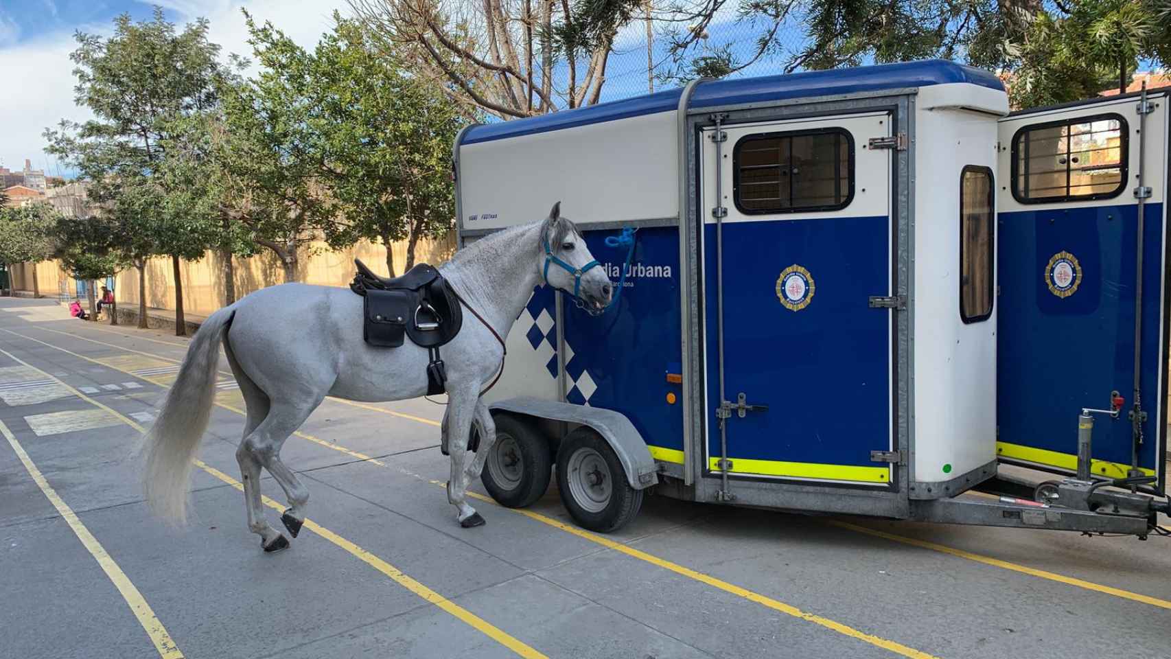Un caballo al lado de una furgoneta de la Guardia Urbana