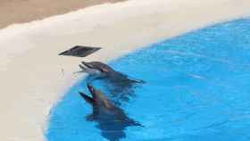 Dos delfines del Zoo de Barcelona