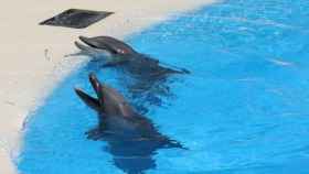 Delfines en el Zoo de Barcelona