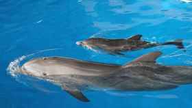 Una imagen de archivo de los delfines del Zoo de Barcelona / EUROPA PRESS