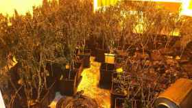 La plantación de marihuana incautada en un piso del Raval / Guardia Urbana