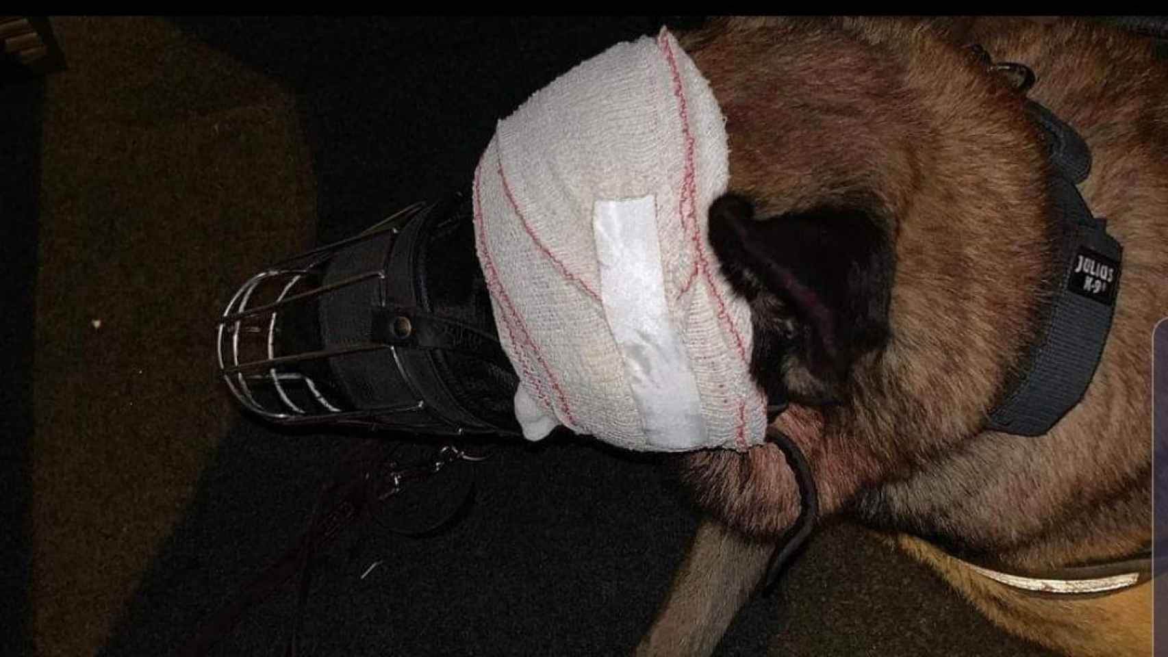 El perro, víctima de un apuñalamiento en el Trambesòs de Barcelona / SOS Animals Maresme