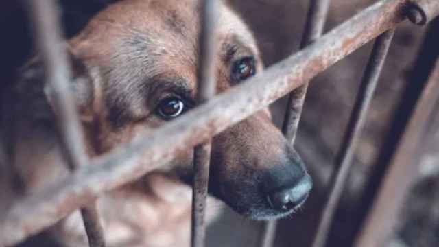 Un cachorro de perro encerrado en una jaula