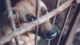 Un cachorro de perro encerrado en una jaula