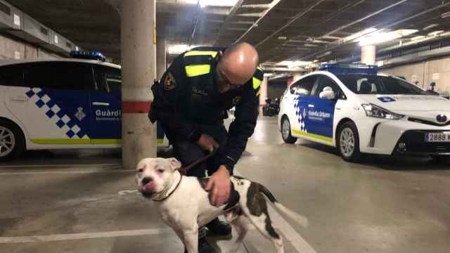 El perro requisado por la Guardia Urbana / GUB